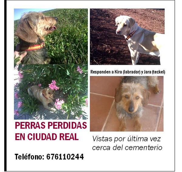 BetinaDelso's tweet photo. @PerrosPerdidosA POR FAVOR RT, PERRAS PERDIDAS EN CIUDAD REAL. ZONA VICARIO, CARRETERA PORZUNA. GRACIAS http://t.co/vmGczntZ76