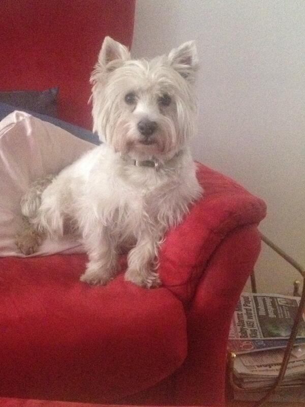 IrisManfred's tweet image. Mein Hund