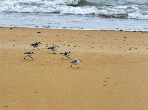 Correlimos tridáctilos correteando por la playa #depajareo por marismas Odiel #AvesDeTwitter