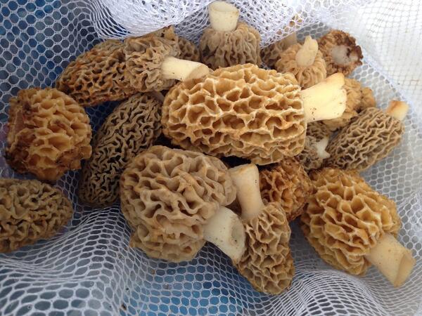 Hey #lawrenceks the morels are here and highlighting the menu. Call for reservations! #CafeBeautiful