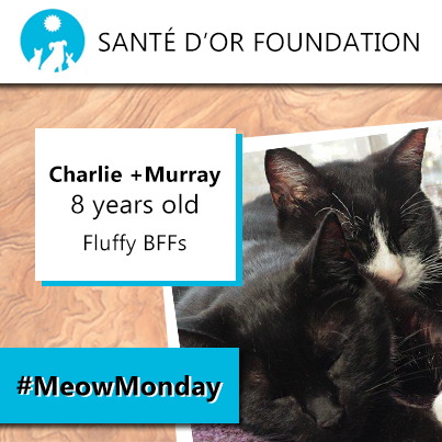 SanteDOr's tweet image. #MeowMonday goes 2 Charlie + Murray - part of a bonded pair. More info here: santedor.org/contact-us