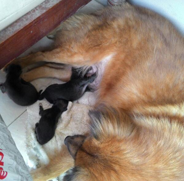 xiaojie_sm's tweet photo. Awas jgn tliat sm kawan itu RT @ryan_janzrick: New Born #bukanmakanan http://t.co/Es1W2JZiJI
