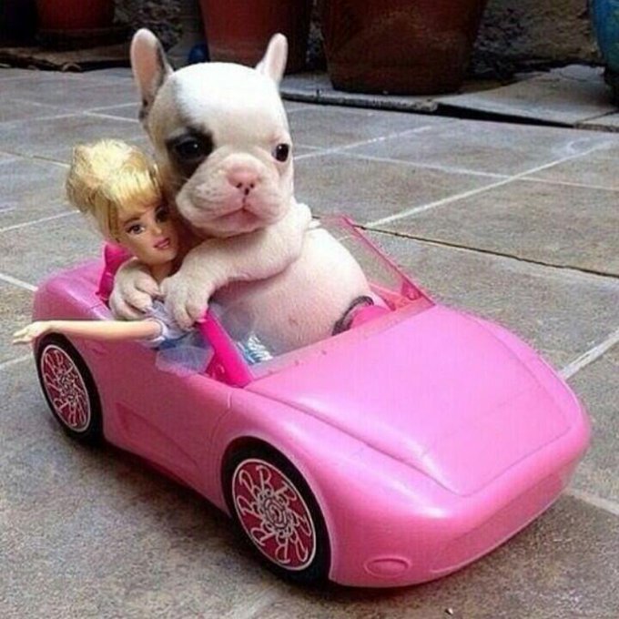 Just updated my wishlist for the animal rescues! http://t.co/ihdx4fgEKn http://t.co/hrTPVcXFgB