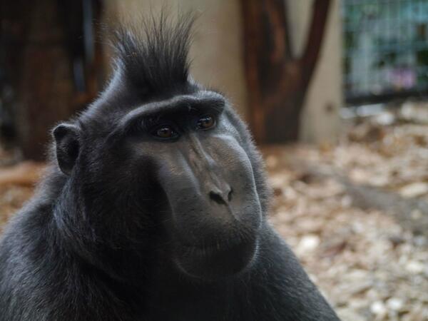 札幌市広報部 Pa Twitter 円山動物園 人気の展示エリア わくわくアジアゾーン ガラス越しにすぐ近くで動物を観察できます Http T Co Dusmjizkne Http T Co Sqryump0dp