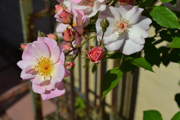 NikonForward's tweet image. Nikon photography, follow for future photos!