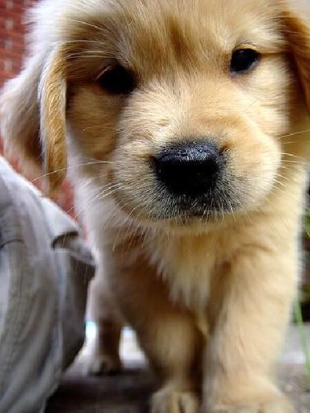 WeLoveDogsUSA's tweet photo. Favorite Pics: From the Floor | #dogs    [4b099] https://t.co/fhwecShIQC