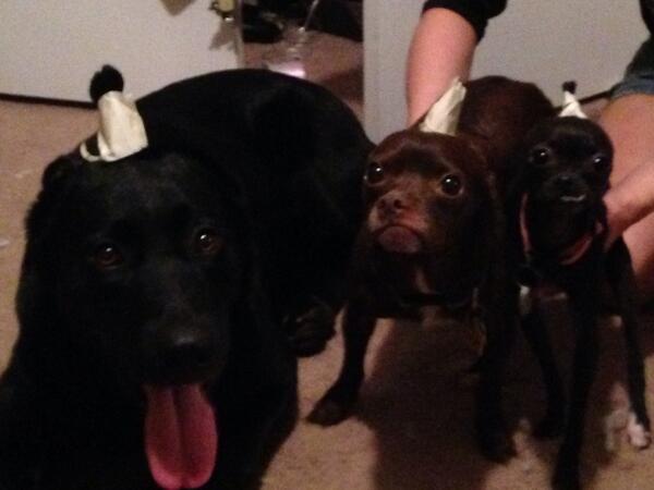 KolaBugg's tweet photo. @Jenna_Marbles Look at our little landsharks http://t.co/iojNkbBobG