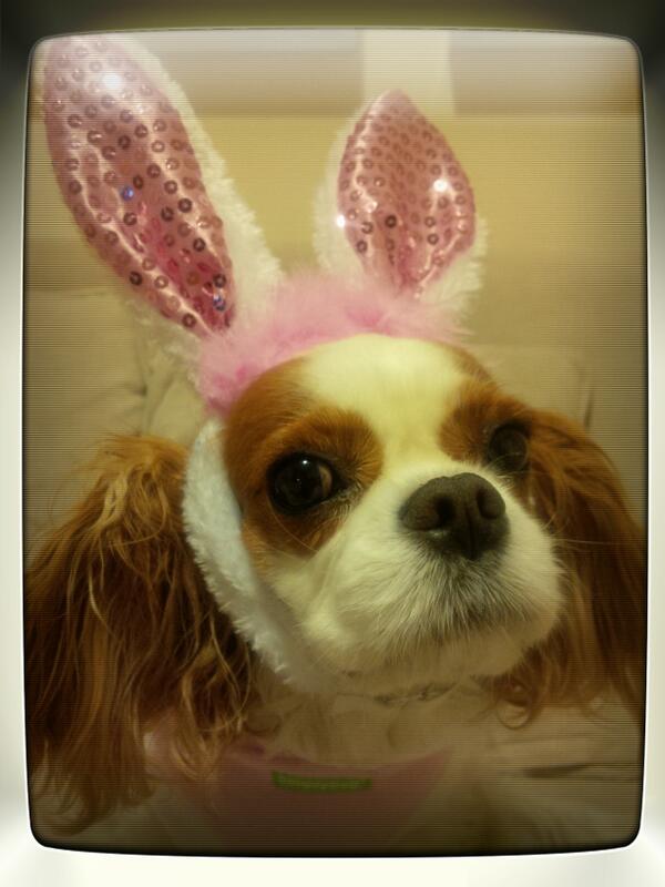 I know easter is over... but I still like to think I'm a cute little bunny.