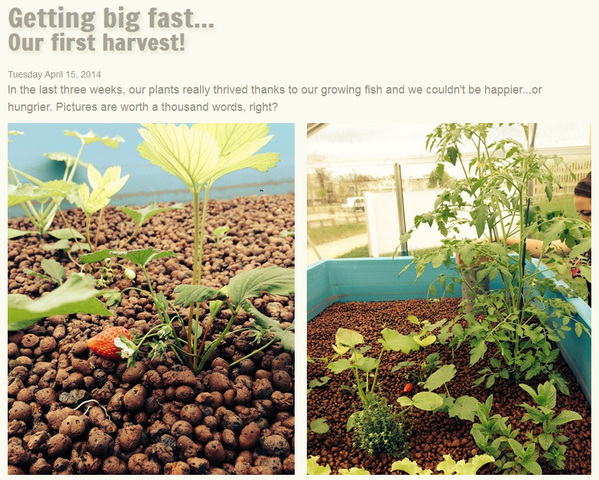HECParis's tweet photo. .@DownTo_Earth_ Yes we do! We have an #aquaponics farm on HECParis Campus @FishYourFood cc @BAQUACIC http://t.co/PbQgLfrHwM