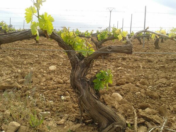 AsajaValladolid's tweet photo. Bonitos brotes tienen nuestros viñedos. Nos augura buen año #enoturismo @TurismoCigales http://t.co/h17eGqP3ao vía @RutaVinoCigales