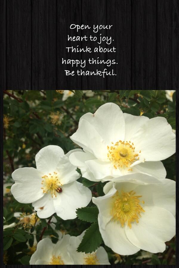 Slemos2's tweet photo. Open your heart to joy. Think about happy things. Be thankful. http://t.co/oGQDT4uDFl http://t.co/kZX4hknym3