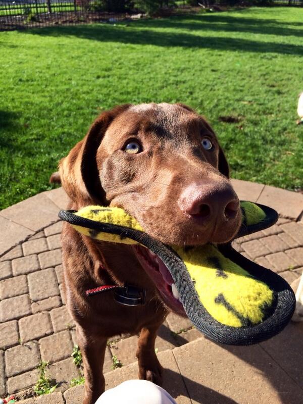 Inspired to throw it just one more time...#fetch #inspiredbypets #eastpetm