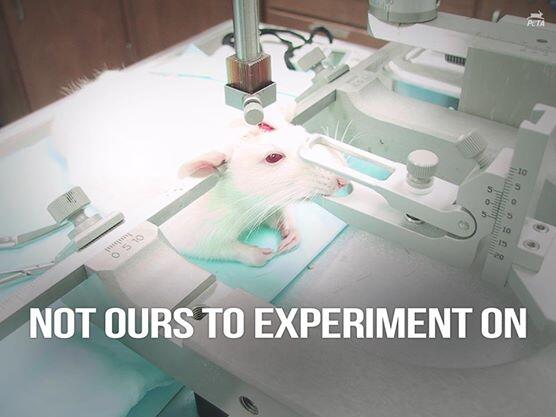 PETAUK's tweet photo. Every day, 11,000 animals are subjected to abuse and suffering in British laboratories :( http://t.co/doFp2lMXxI http://t.co/gqZgTLqrLJ