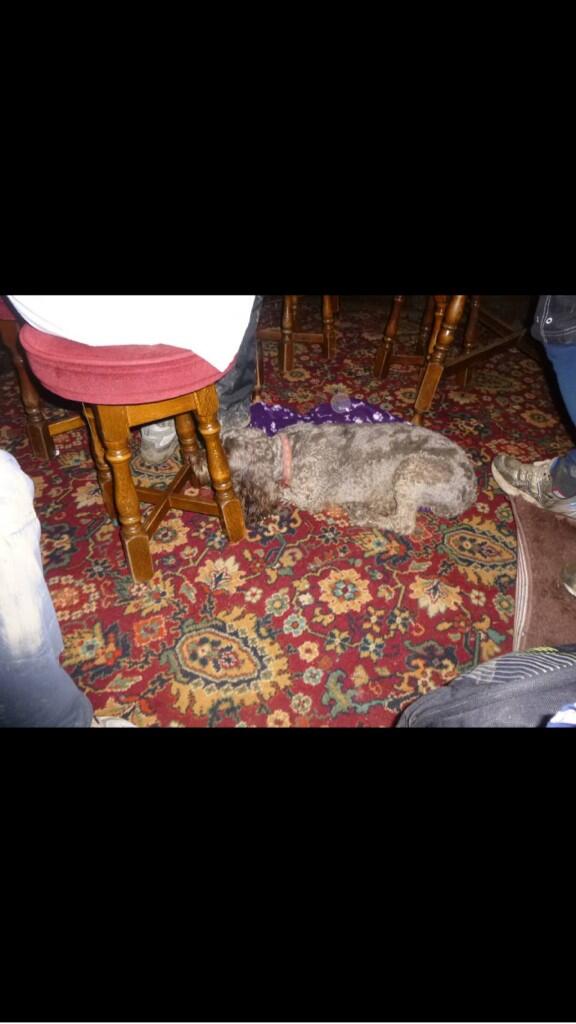 RubyCockapoo's tweet image. Me at the end!!! #sleepy #3peaks