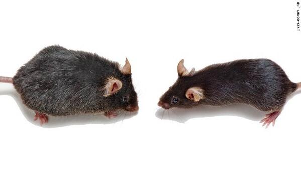 CNNEE's tweet image. La fuente de la eterna juventud... ¿es la sangre de los ratones? cnn.it/1kIPyE8