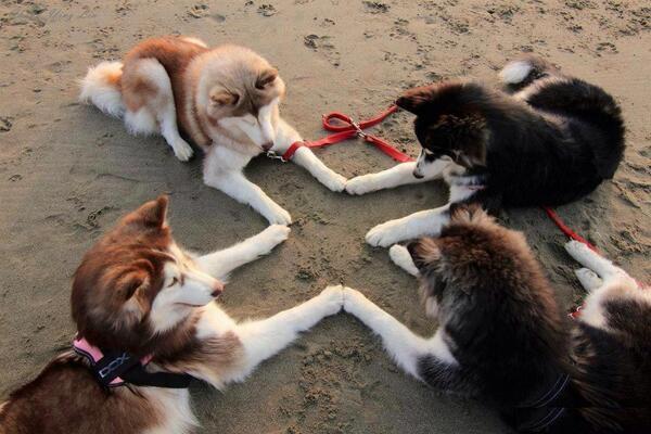 OraYReflexiona's tweet photo. Mejores amigos  :D http://t.co/kP5fH4wWJg