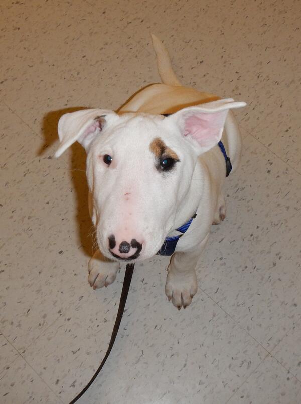 SanchezDoyle7's tweet photo. His ear just won't stay up :(

#inspiredbypets  #sanchez #storemascot  #petsmart924 http://t.co/cCzod4JPdX