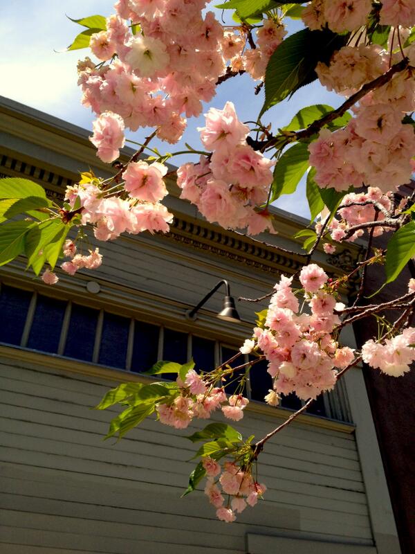 Dina Ciraulo tweet media