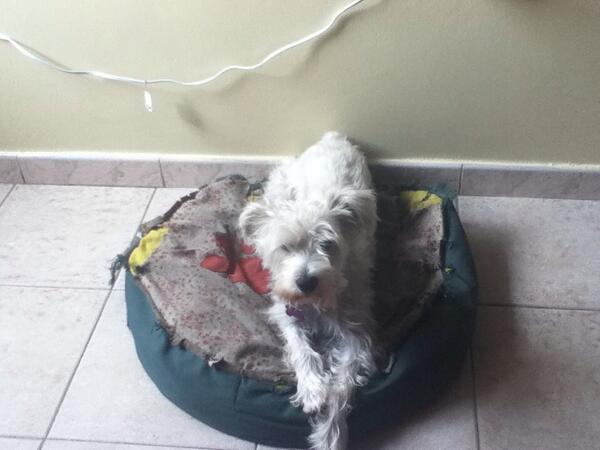 LLindate's tweet image. 