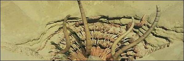 CanFieldNat's tweet photo. Natural history: It's how we know it takes over 1000 years for Sarlacc to digest food.
#HappyStarWarsDay #NatHIst http://t.co/nsGmtP8sOH