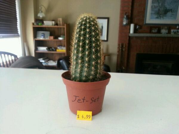owen_brown_'s tweet photo. That my cactus! @B_The_Wilks @WorkaholicsCC #RIPJetSet http://t.co/0XOX2Y9Iu3
