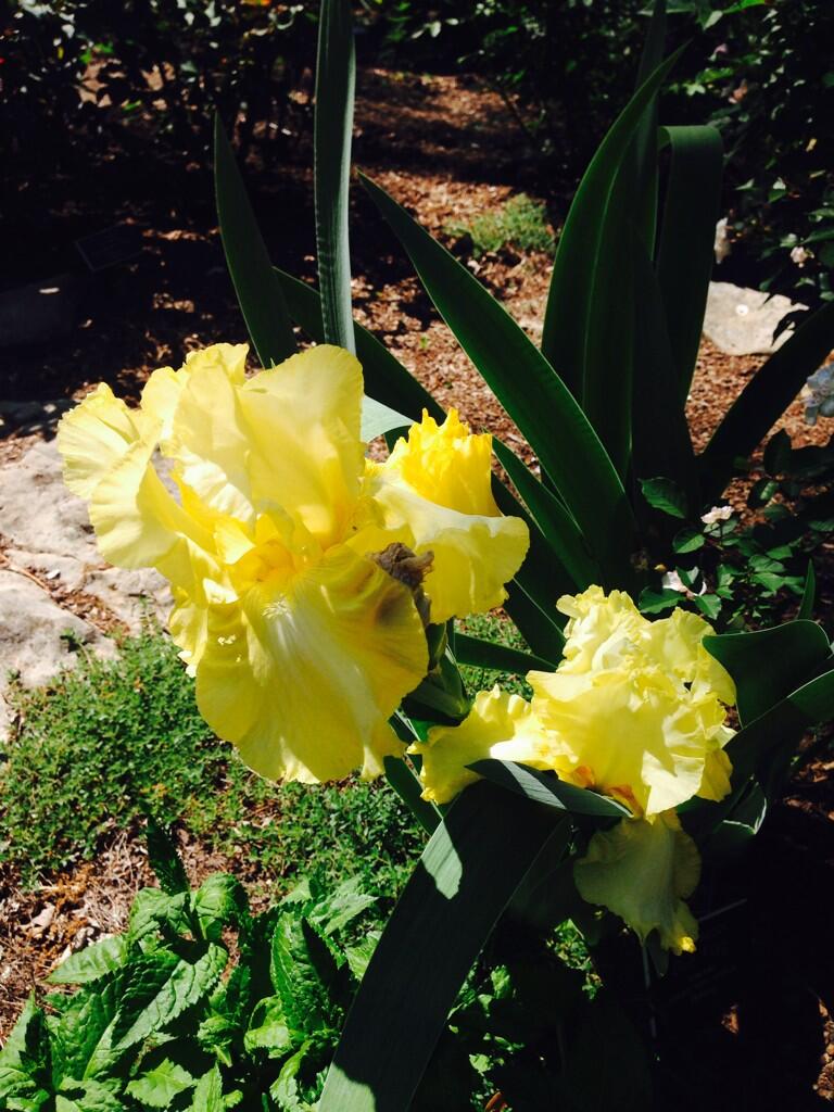 Embedded image permalink