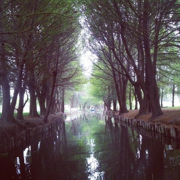 Ri_go19's tweet image. #lovely #green #ofthetrees #xochimilco  el verde de los árboles y la tranquilidad de la vida que los humanos siem...
