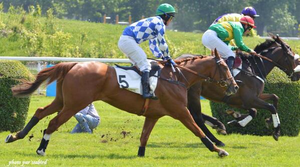 Seabird 🇨🇵 tweet media