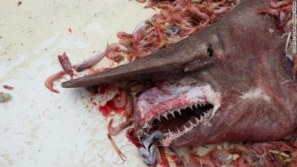 “Man, he’s ugly!” says Georgia shrimper after catching only second goblin shark on record. cnn.it/1unaj04