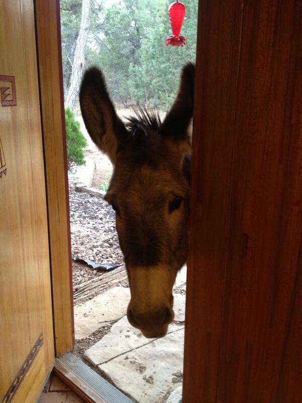 markluchsinger's tweet image. Hello out there!   What do I do  How does this work? Say HI to jellybean.