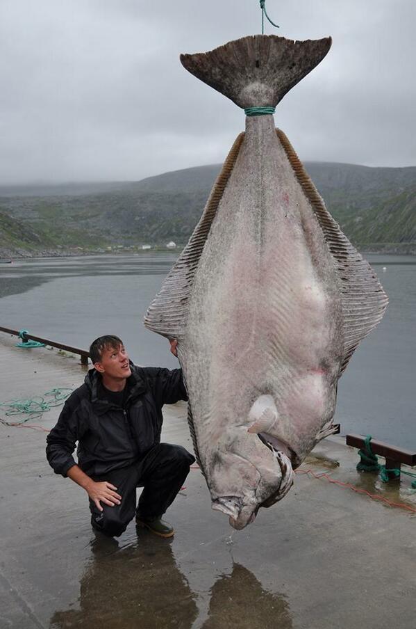 German fisherman catches world-record 515-pound Atlantic halibut - said he thought he hooked a submarine.