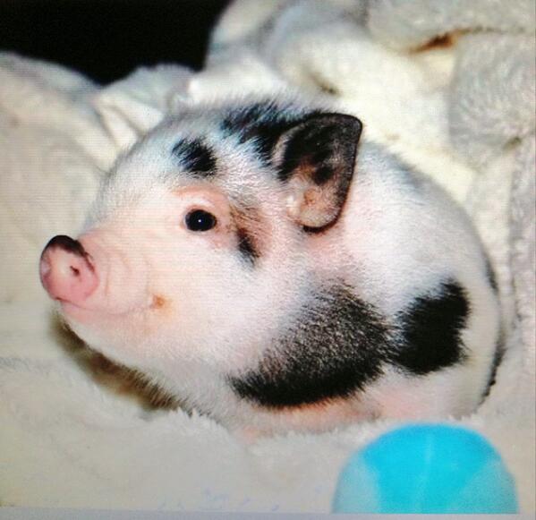 CiaraRenee8's tweet image. We may need to start a #pigattack hashtag cause, I mean, look at this guy..