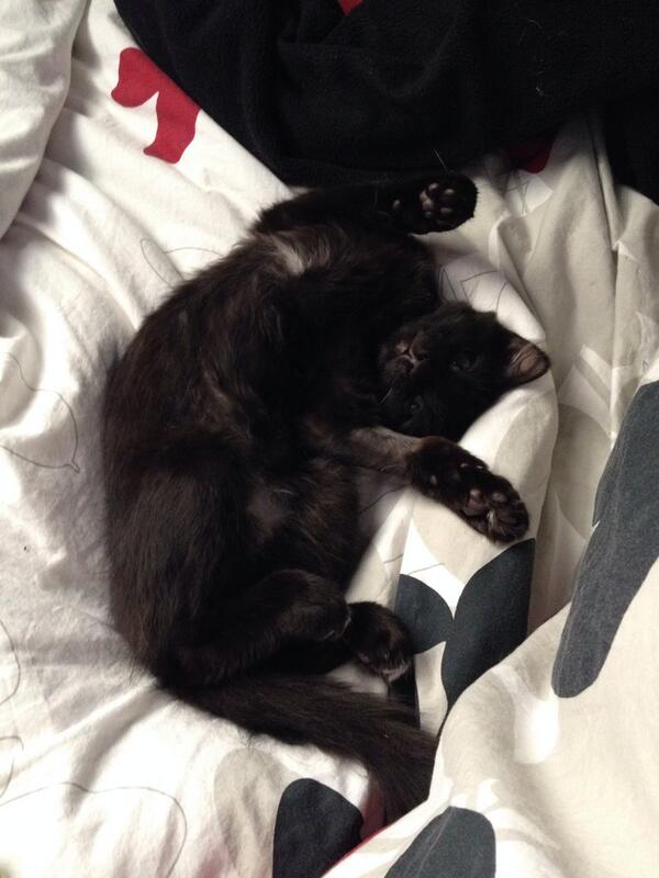 scump's tweet photo. baby cat http://t.co/Cumnc3ZBpw