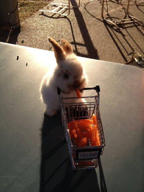 miilkkk's tweet photo. HE HAS A TINY CART OF CARROTS http://t.co/k1bG5CRBrP