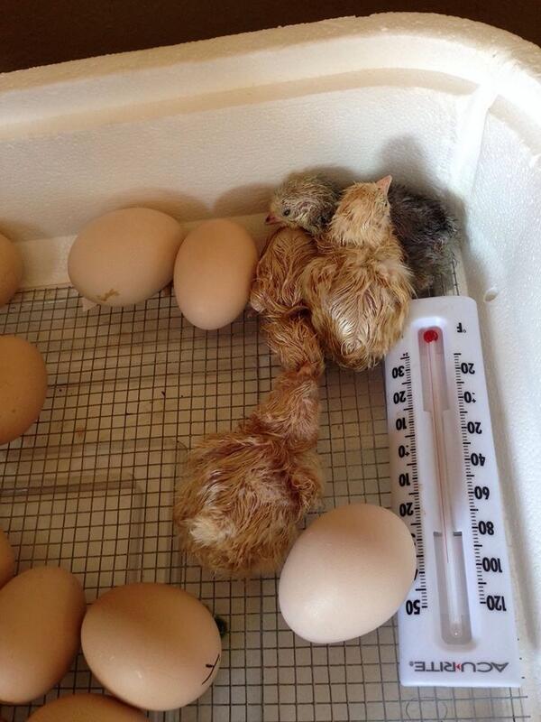 Groundworks14's tweet photo. GW grows much more than teaching gardens!  4 of 30 hatched today. http://t.co/RX2r7yuhZA