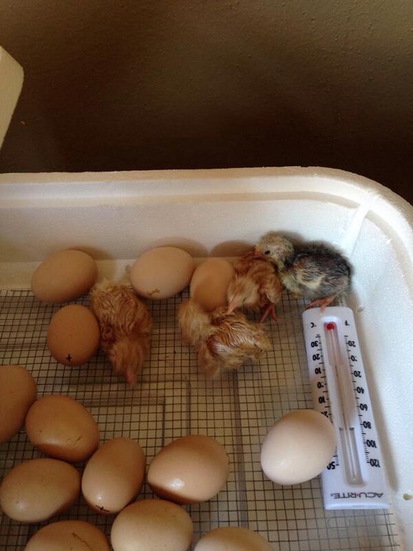 Groundworks14's tweet photo. GW grows much more than teaching gardens!  4 of 30 hatched today. http://t.co/RX2r7yuhZA