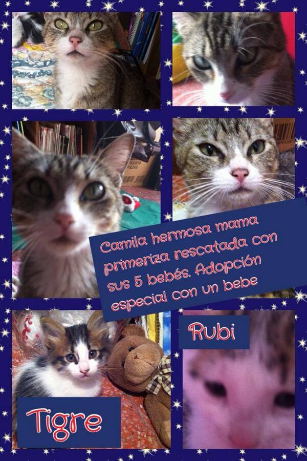 "<a href="/alex_8sc/">ale sanchez</a>: <a href="/APASDEM/">APASDEM, A.C.</a> <a href="/Waldemar_Brito/">Waldemar Brito</a>  <a href="/difundexamor/">Catlover 🇲🇽 💖</a> <a href="/DefensaAnimalMx/">Defensa AnimalMexico</a> @Sonlamusic  nos echan una garrita con RT "