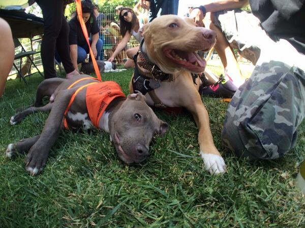 jmhstyles's tweet photo. @NKLA #NKLA which organization had grey pit for adoption?! I think it may have been booth 55 or 56. PLS help! http://t.co/LEDYHTuSvk