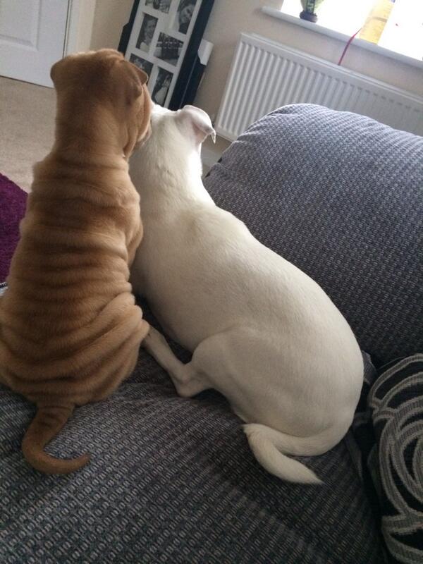 SureWhitaker's tweet photo. Lazy bank holiday :) http://t.co/aY8h1gAVPC