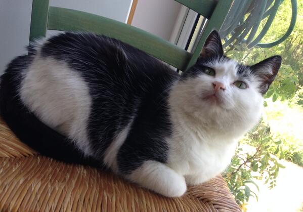 JasmineTuxCat's tweet image. Best #KittyLoafMonday I can manage at present- currently dealing with a chair ownership issue ....