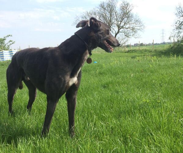 DarcyGreyhound's tweet image. Olea and Drake at the field too...