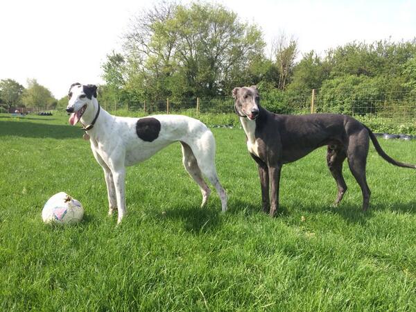 DarcyGreyhound's tweet image. Olea and Drake at the field too...