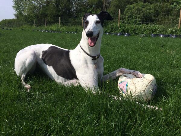 DarcyGreyhound's tweet image. My ball!