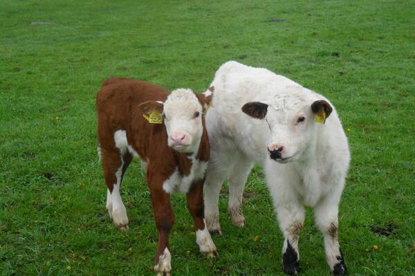 Model Farm Shop tweet media