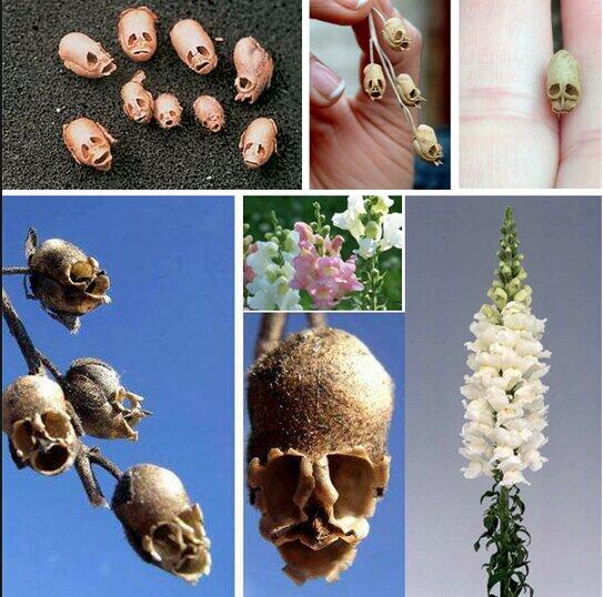 キンギョソウの花が枯れた姿は何に似ている お天気検定 令和の知恵袋