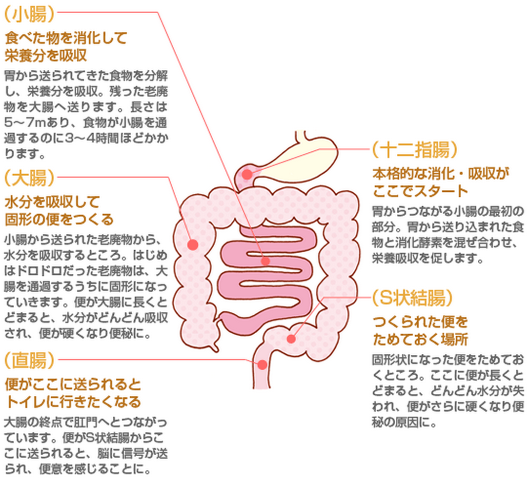 ゴロ 解剖生理イラスト 腸の働き Http T Co Itn1opugzh Twitter