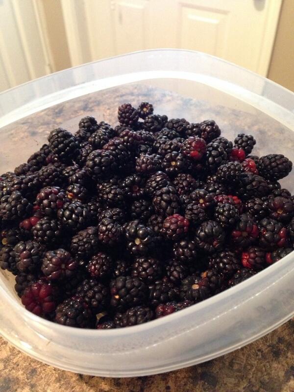 saduty's tweet photo. Always a good day when you find Dewberries and you're not at home! 👍❤️😁 http://t.co/sCUHY5ECMj