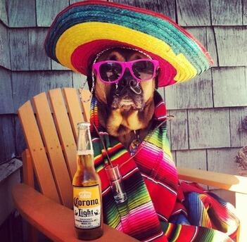 bluebuffalo's tweet photo. Happy Cinco de Mayo! http://t.co/FLeYgZGP6r