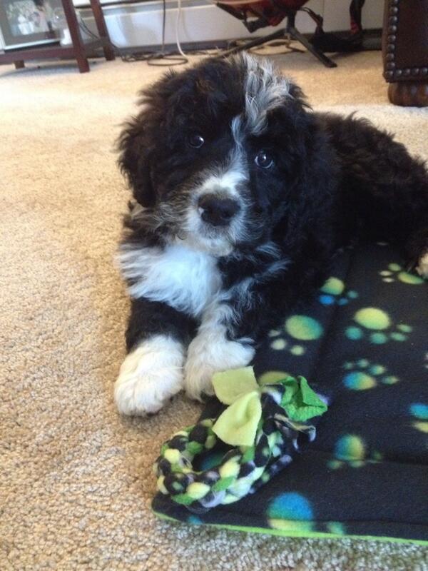 StephGGallo's tweet image. Introducing for the 1st time... Porter the wonder water dog!!!! #porterheeto