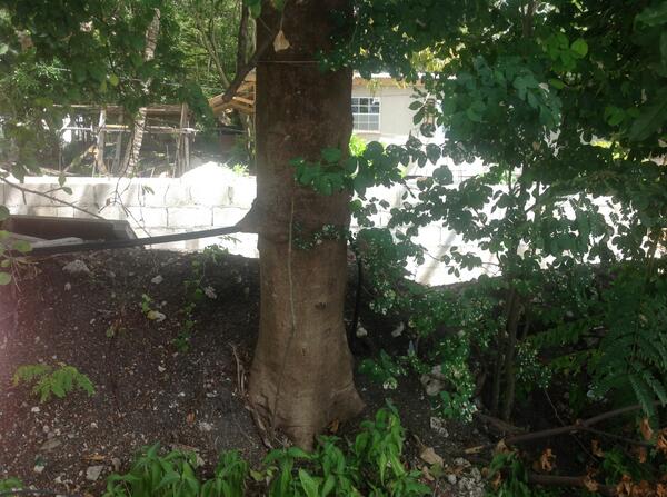 iknowcable's tweet image. What do you get when you clamp #SPSX cable to a #BayRum tree? A working #trunkcable, of course! LOL